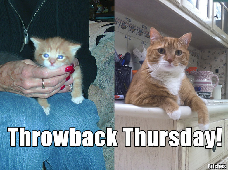 http://static.fjcdn.com/pictures/Throwback+thursday+bitches+mylo+the+cat+then+and+now+bitches_7e0a33_4865206.jpg