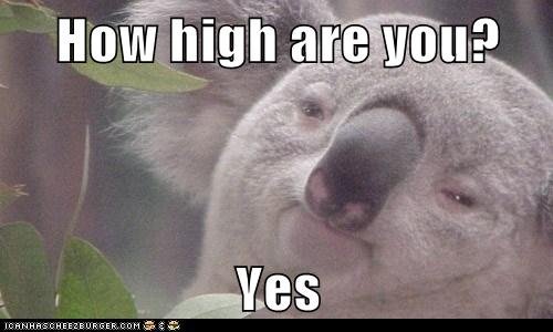 koala high