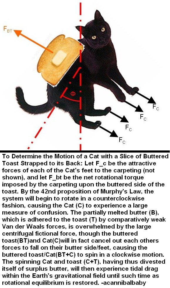 cat toast