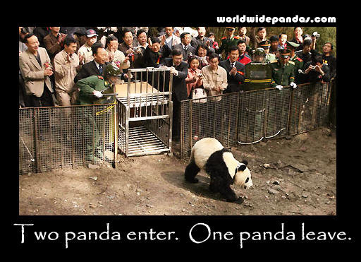 General Chat (OOC) - Page 5 Two+panda+enter.+One+panda+leave..+panda+fight+club_63e3b8_3827539