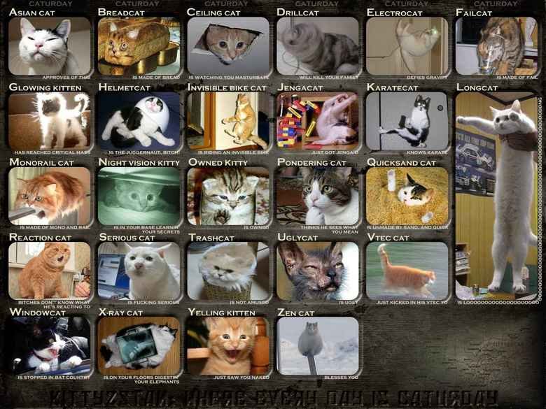 Types+of+cats_2349b3_157331.jpg