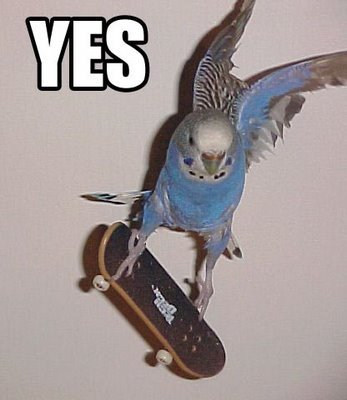 Bird Skateboard