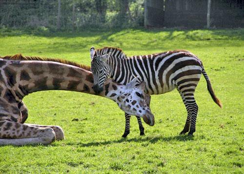 Zebra+giraffe+hug_3efd30_5013026.jpg