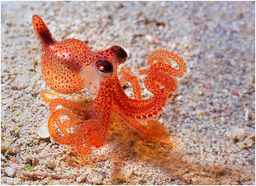 Animated Baby Octopus