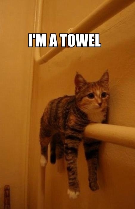 cat.+towel_f7a1b3_4109824.jpg