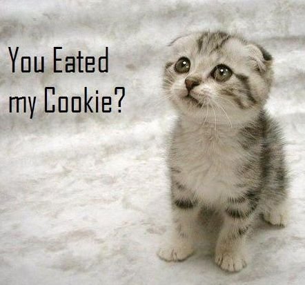 Cat And Cookie