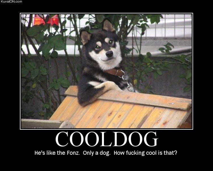 cool dog