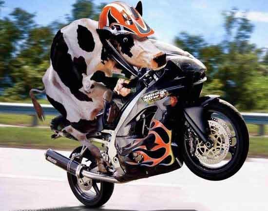 Cool Cow