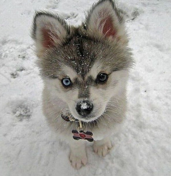 cute husky puppy