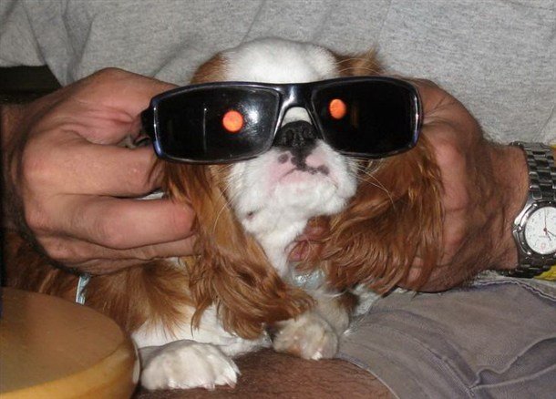 Cyclops Dog