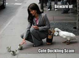 duck+thief.+Beware+of+ducks_3acc15_3628192.jpg