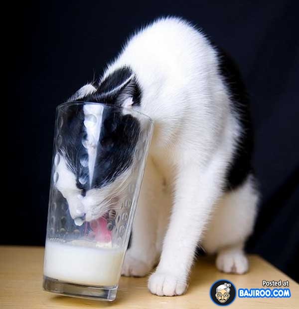 funny+cat+drinking+milk.+funny+cat+drinking+milk_b3891c_4548503.jpg