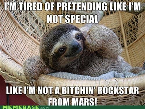 funny sloth photos