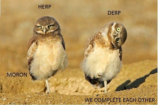 herp-derp-owls