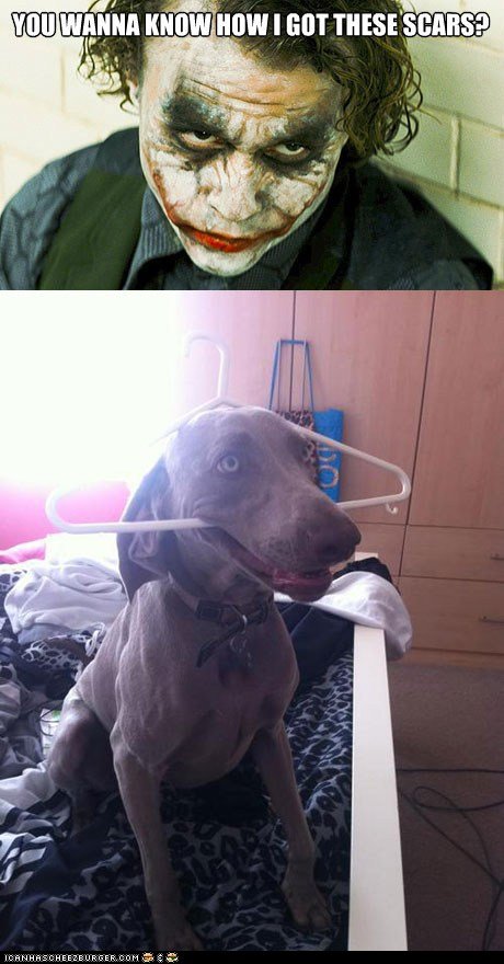 Dog Joker