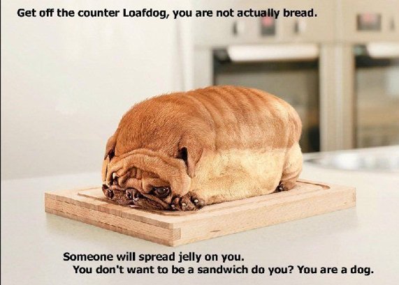 Loaf Dog