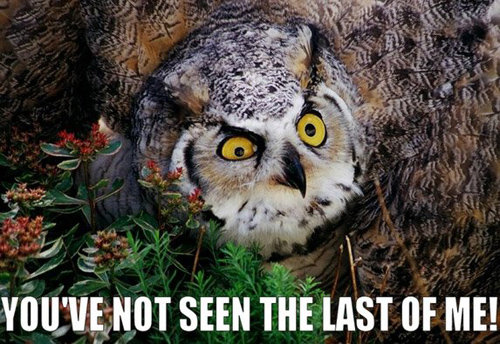 lolwut_a4ffc3_319301.jpg