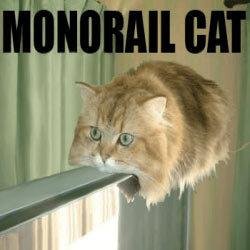 cat rail