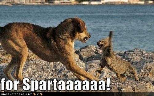 Spartan Cat