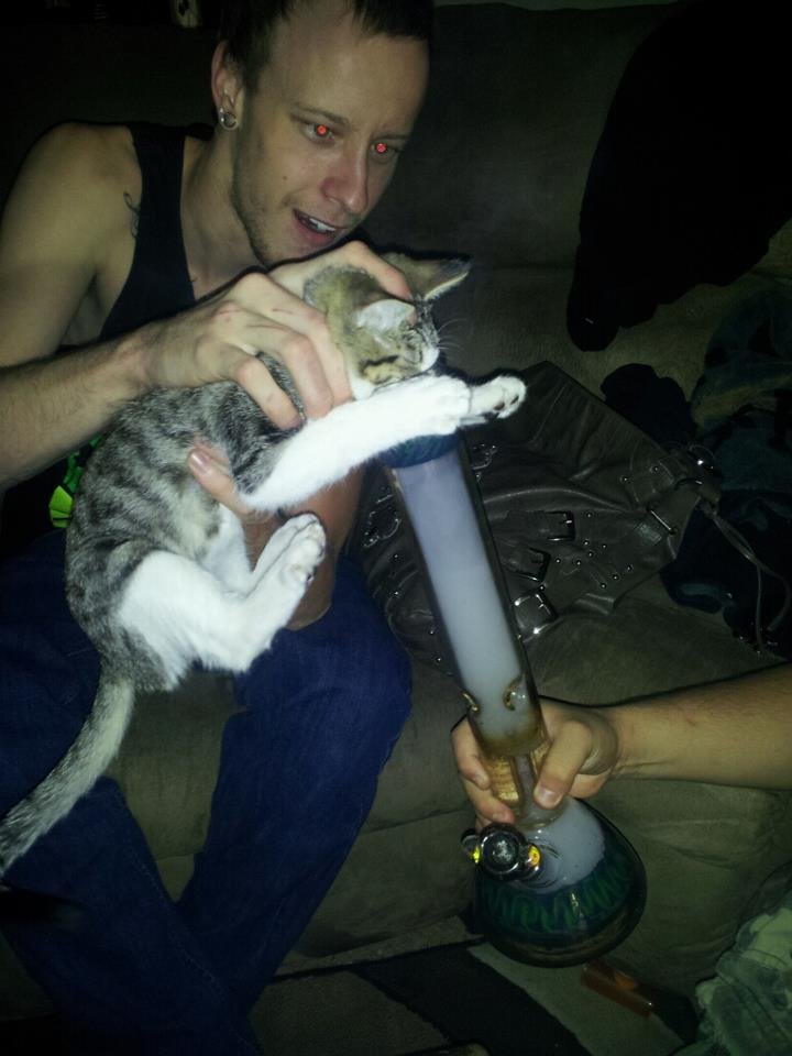 stoned cats