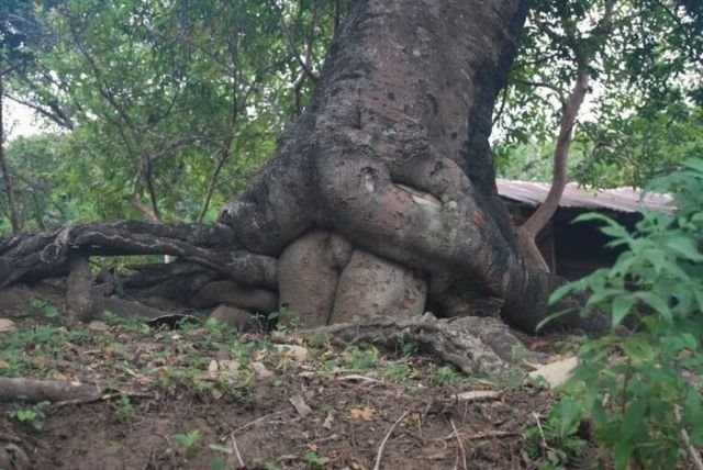 Tree Hump