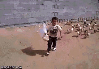 [Image: Attacking+one+of+the+chickens+in+loz+leg...417192.gif]