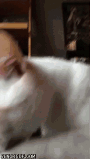 Cat+Malfunction.+%C2%A0_1148b5_4909898.gif