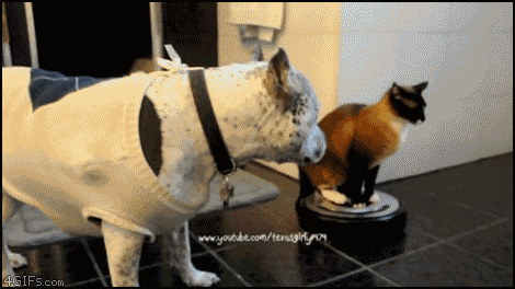 http://static.fjcdn.com/gifs/Cats+that+is+all+this+is+cool+description_021b65_4202603.gif