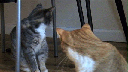 Double Dramatic Cats Gif