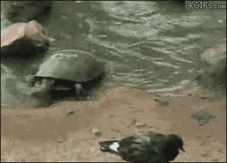 Oh+Snap+.+Found+on+Imgur+while+browsing.+-_21c51f_3849905.gif