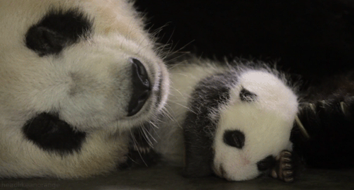 Panda Gifs