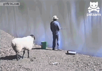 Sheep+take+revenge+on+farmer_5499f5_4300809.gif