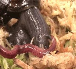 snail eating worm