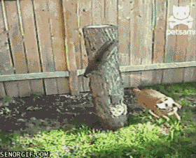 http://static.fjcdn.com/gifs/Squirrel+saw+this+on+senor+gif+thought+you+guys+would_a3323b_4202194.gif