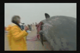 beached whale explosion gif