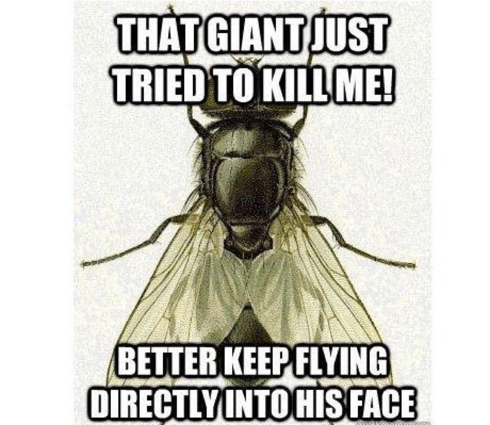 Слепень Мем. Insect memes. Logical Fly. Летать Мем. Try to be better again