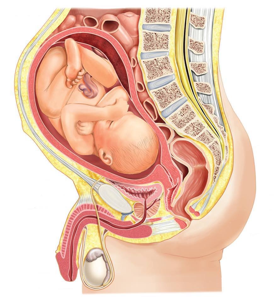попадает ли сперма в матку беременности фото 84