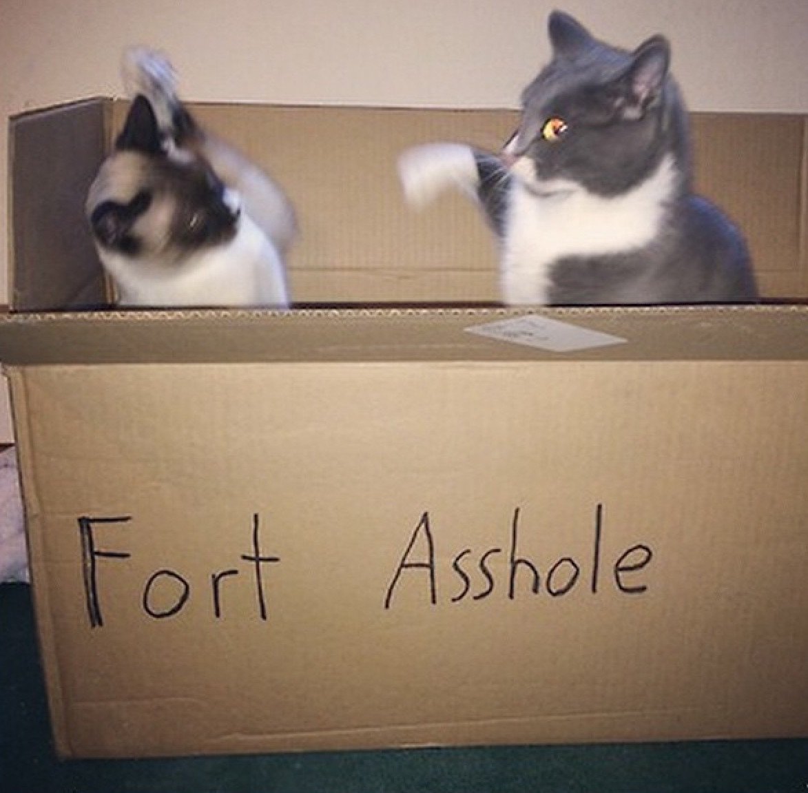 Nothing like a cat fight in Fort Asshole.