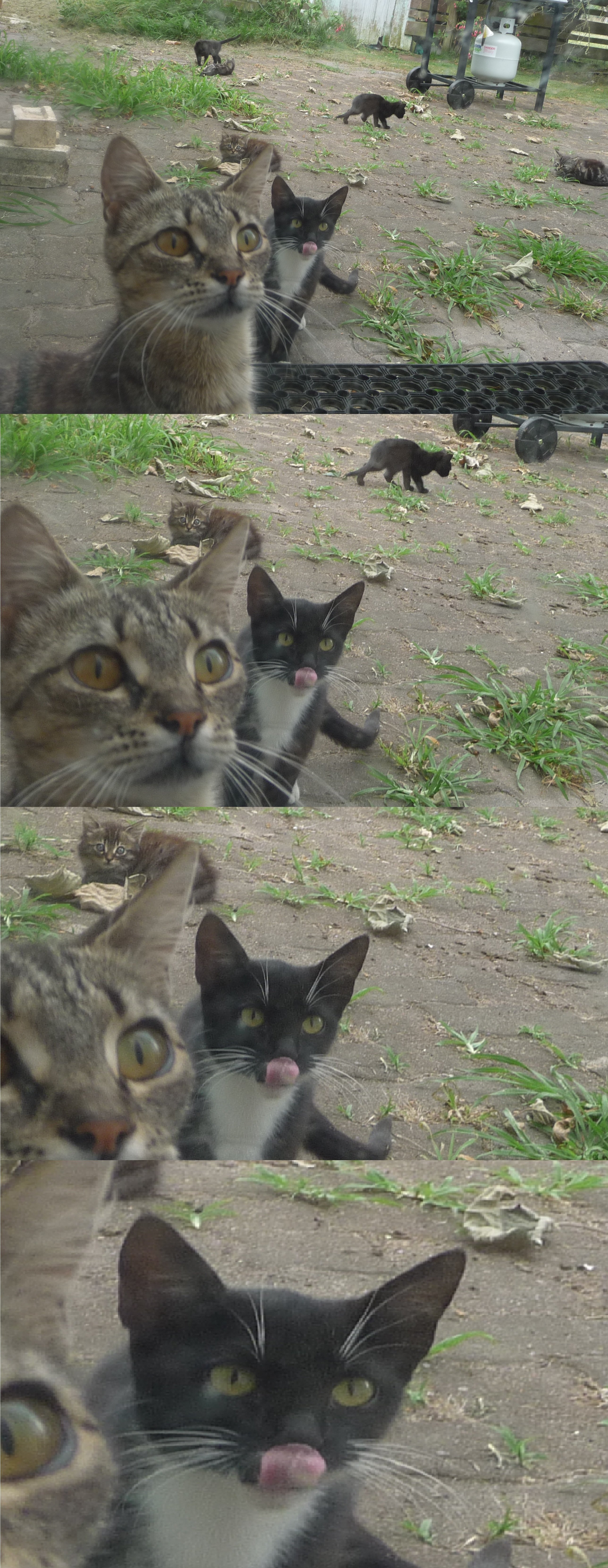 Cat Photobomb