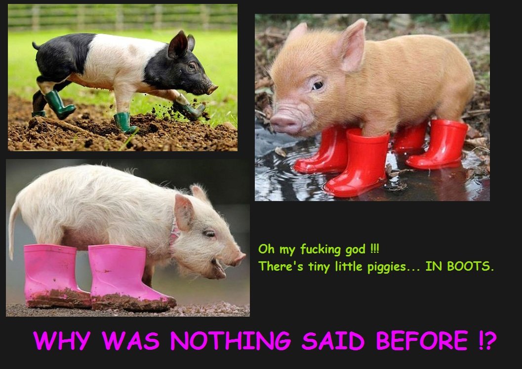 Teacup Pig Red Boots at Ronald Sanderson blog