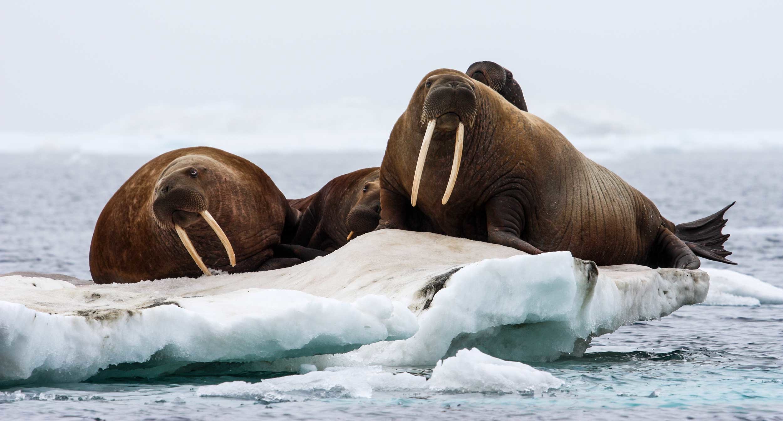 Обитатели северного океана. Антарктида морж. Ластоногие моржи. Морж арктических пустынь. Морж в Арктике.