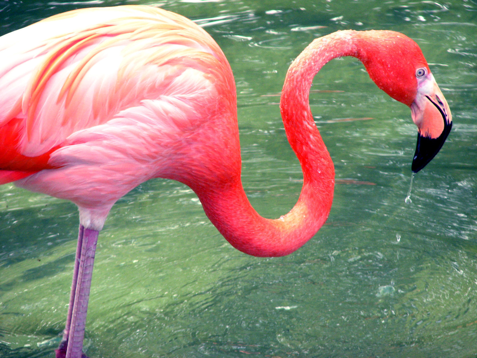Какое животное розовое. Фламинго обыкновенный розовый. Розовый Фламинго птица. Шри Ланка Фламинго. Отряд Фламингообразные.