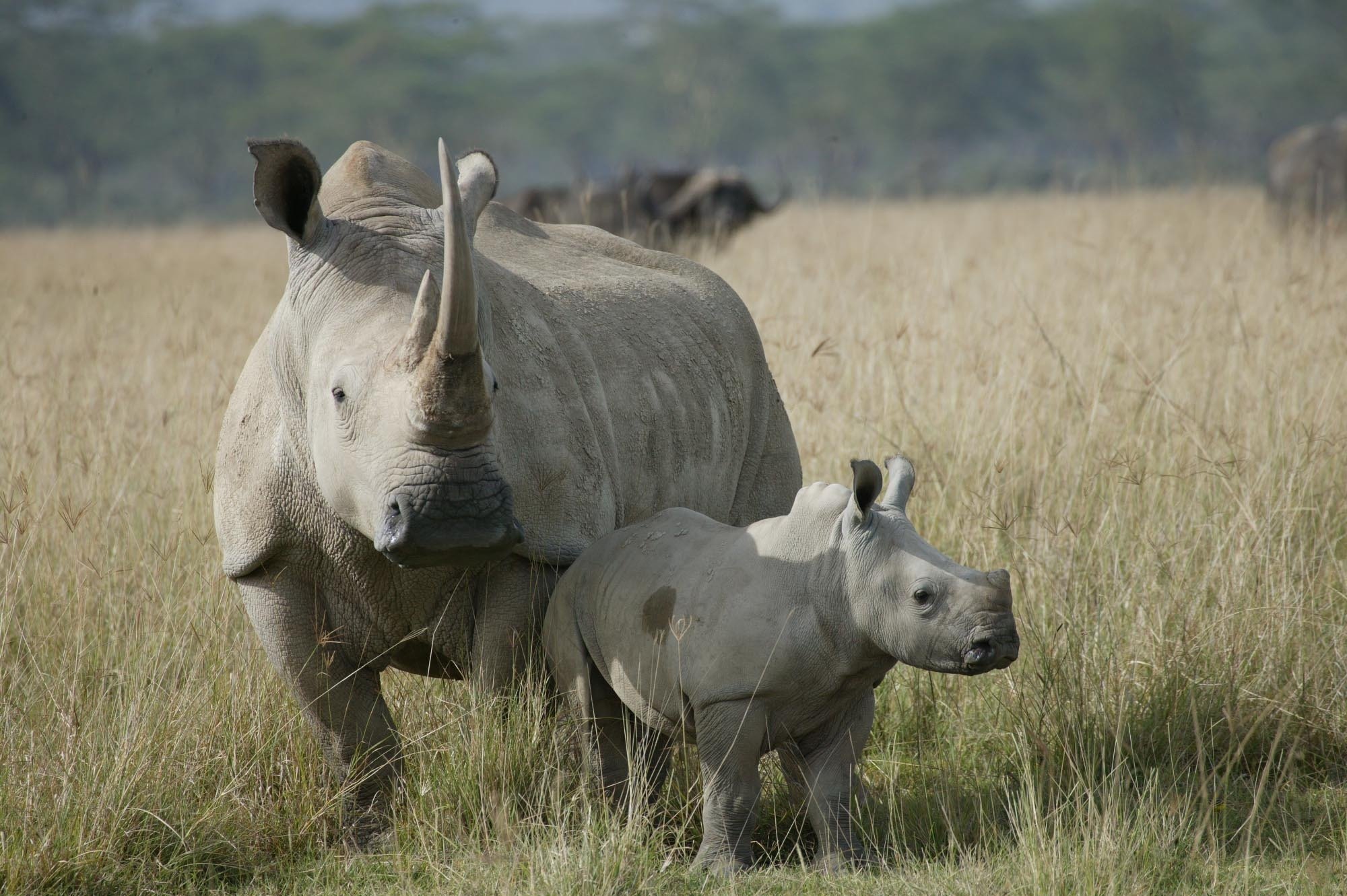 Страна носорогов. Северный белый носорог вымер. Белый носорог в Африке. Белый Северный Африканский носорог. Белый носорог вымер.