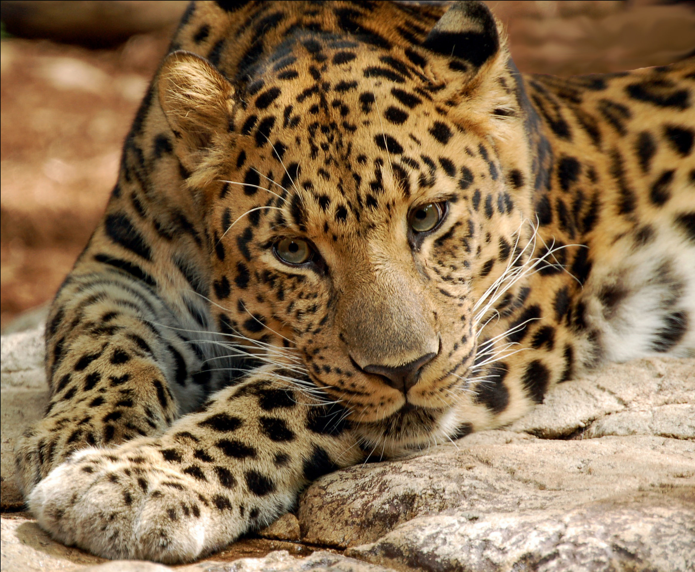 Купить большую картинку. Дальневосточный леопард красивые. Красивые Дикие кошки. Большие кошки. Исчезающие животные.