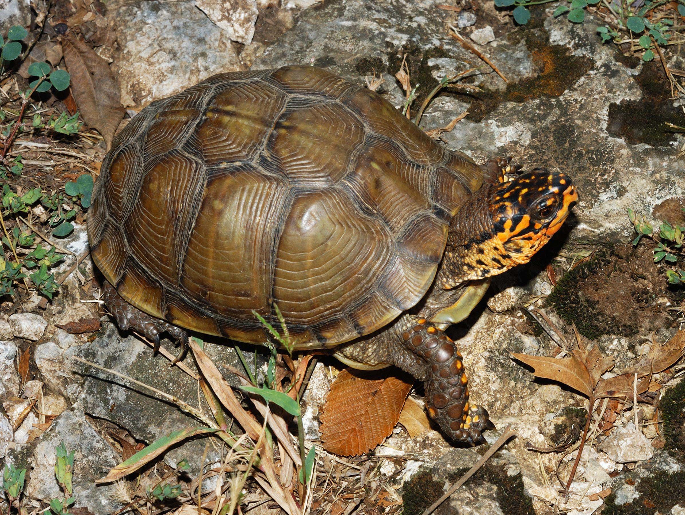 Черепаха 8 8. Черепаха Terrapene Carolina. Turtle Tortoise. Box Turtle. Terrapene Carolina triunguis (подвид: triunguis).