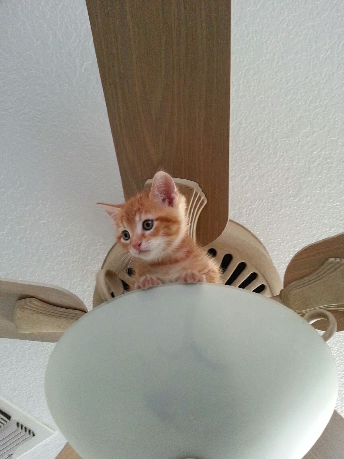 Cat Caught On Ceiling Fan | Shelly Lighting