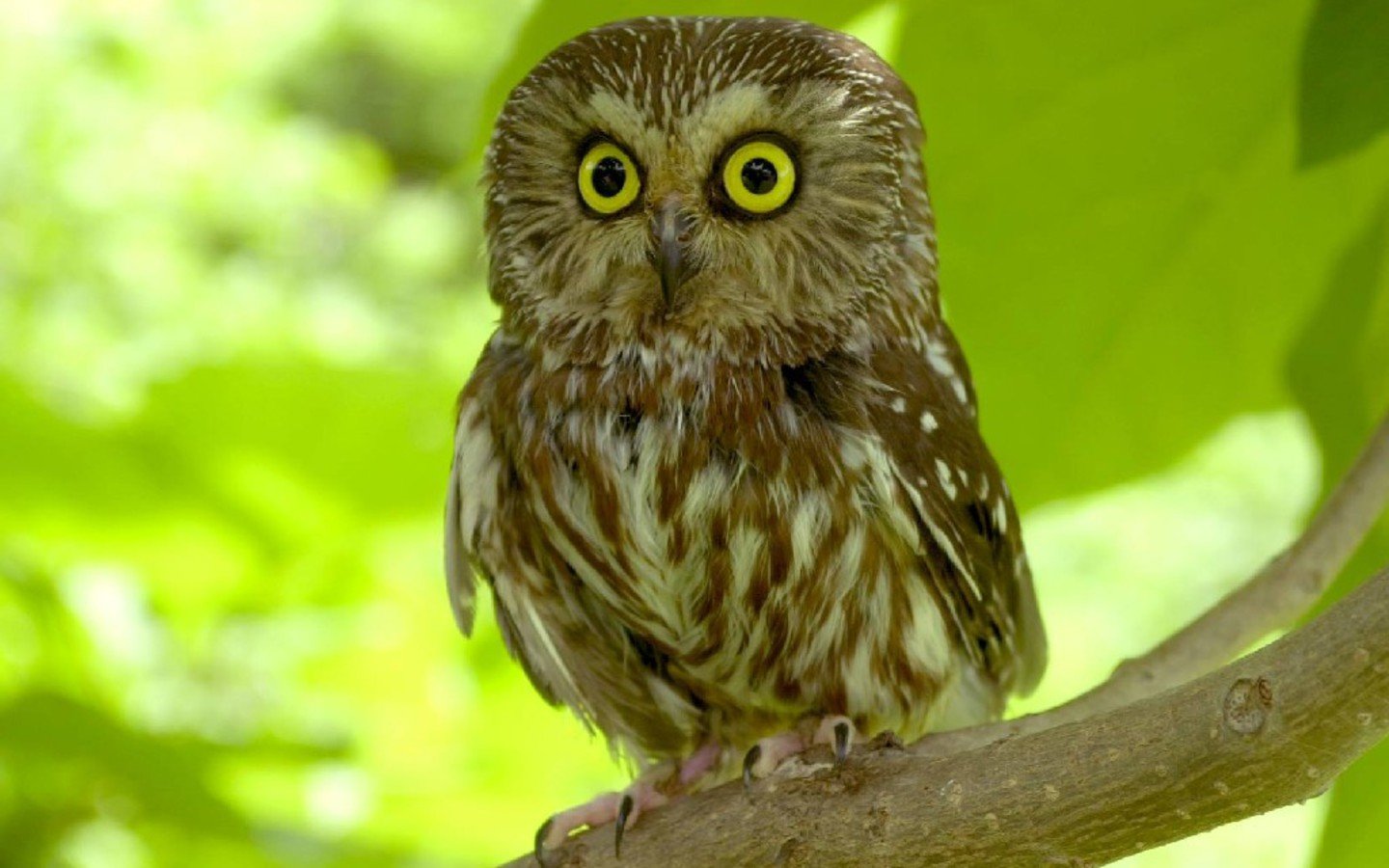 Owl comp.