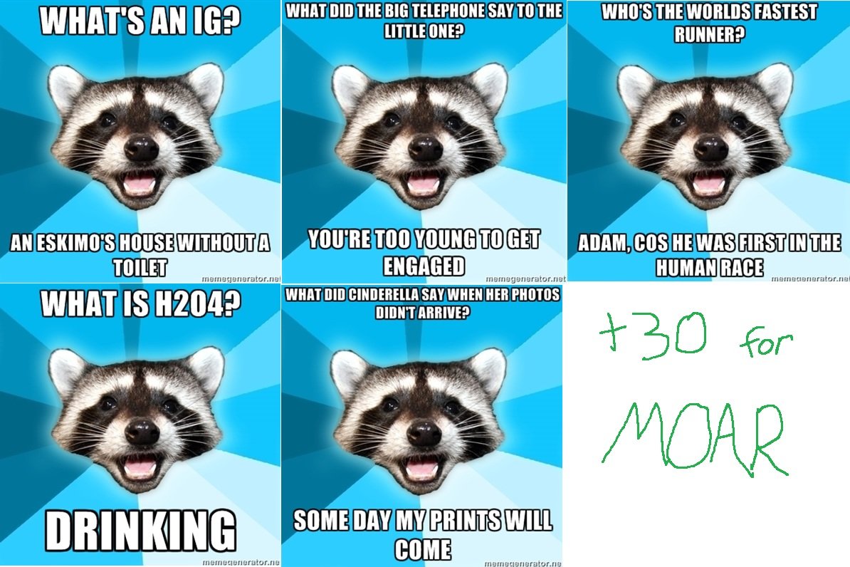 lame pun raccoon meme
