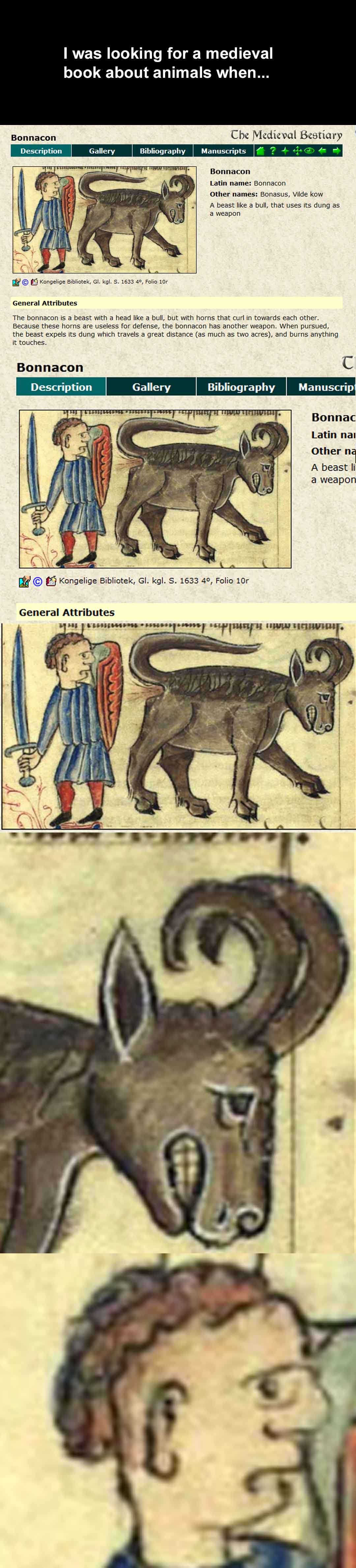 Bonnacon