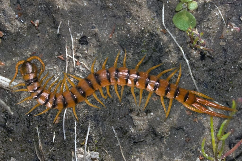 Centipede comp.